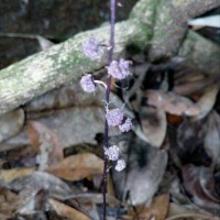 Sciaphila janthina (Champ.) Thwaites